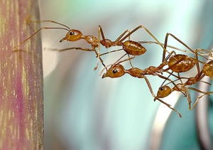 ants-team-work